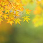 秋に紅葉する樹木・植物と紅葉のメカニズムについて