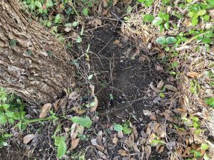 庭の土に穴を掘る